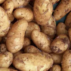 Jakie ziemniaki do sałatki jarzynowej, by uniknąć rozpadania się?